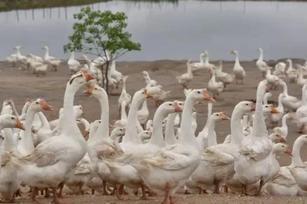 家鹅的寿命最长多少年，附养殖方法