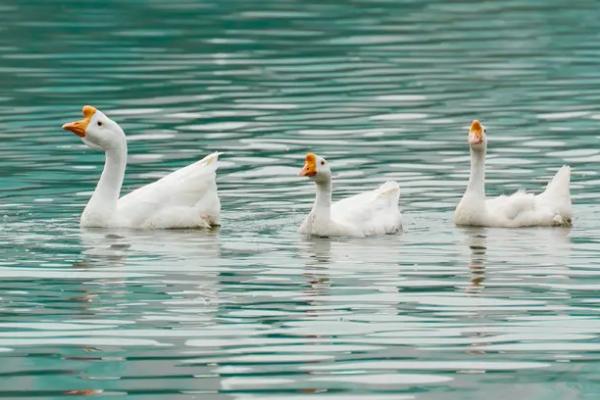 家鹅的寿命最长多少年，附养殖方法