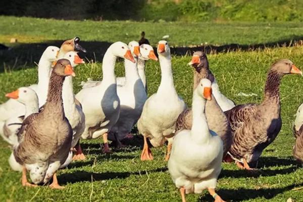 家鹅的寿命最长多少年，附养殖方法