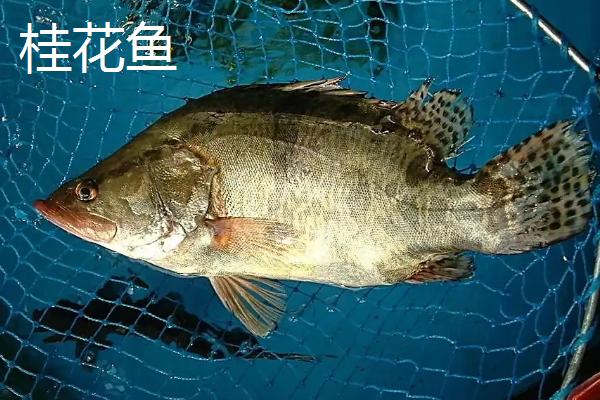 石斑鱼和桂花鱼区别