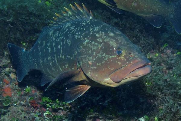 石斑鱼和桂花鱼区别