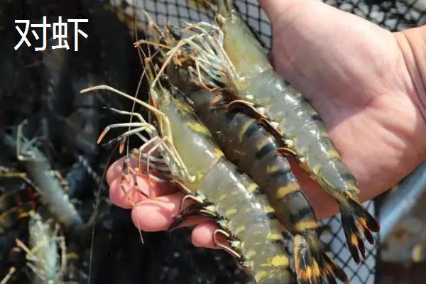 对虾和明虾的区别