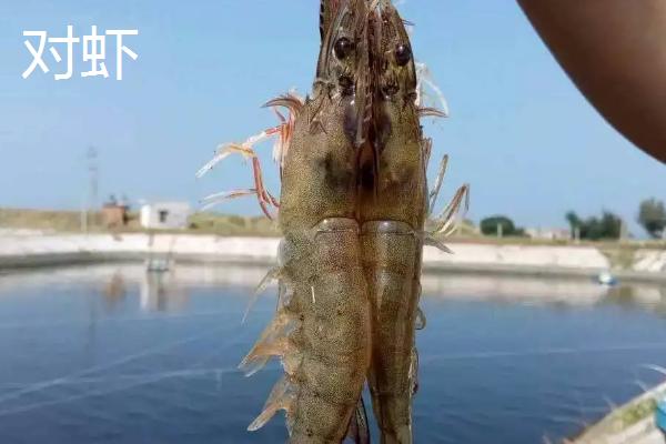 对虾和明虾的区别