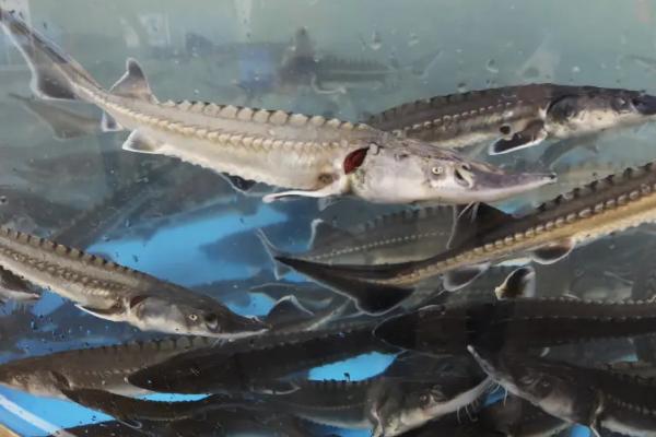 中华鲟离水可以活多久，中华鲟有鳞片吗