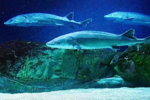 中华鲟离水可以活多久，中华鲟有鳞片吗