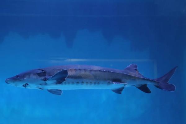 中华鲟离水可以活多久，中华鲟有鳞片吗