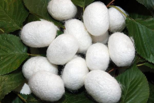 蚕的养殖方法，需要注意些什么事项