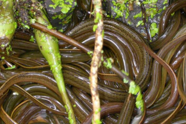 黄鳝吃什么食物怎么养,冬天捕黄鳝的药叫什么