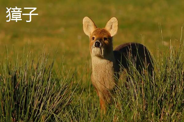狍子和獐子有什么区别