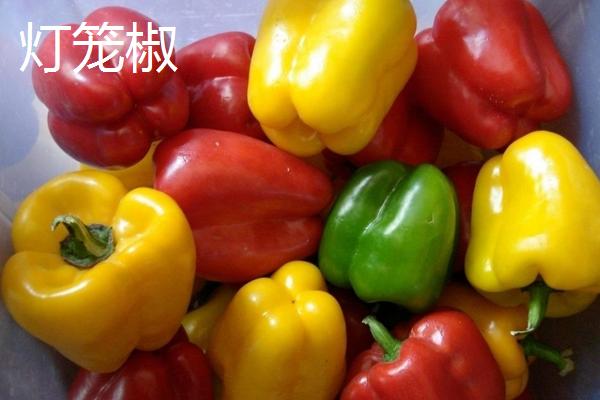 灯笼椒跟尖椒有什么区别