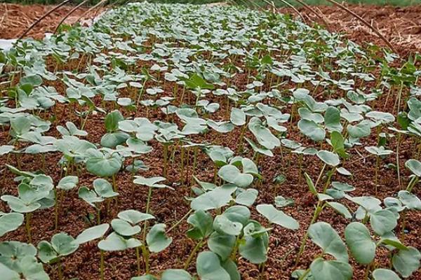 棉花管理有几个步骤,附注意事项