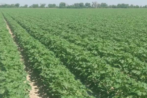 棉花管理有几个步骤,附注意事项