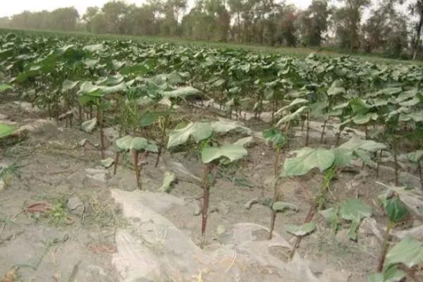 棉花管理有几个步骤,附注意事项