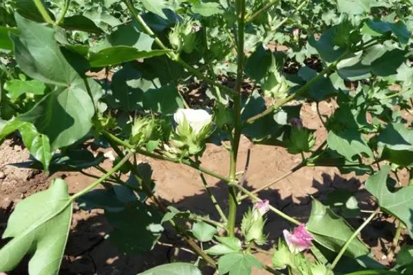 棉花管理有几个步骤,附注意事项