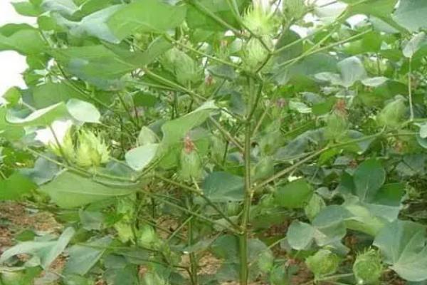 棉花管理有几个步骤,附注意事项