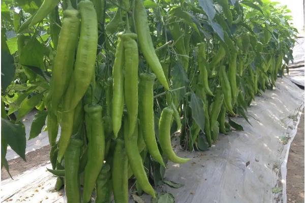 羊角椒的种植方法，种植羊角椒如何管理