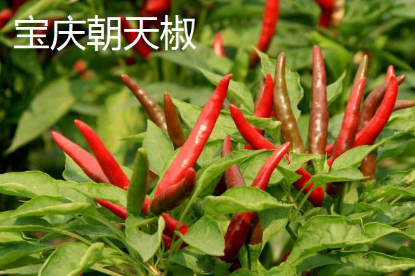 朝天椒良种及栽培关键技术,朝天椒阳台种植方法