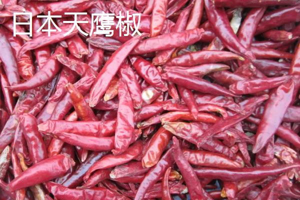 朝天椒良种及栽培关键技术,朝天椒阳台种植方法