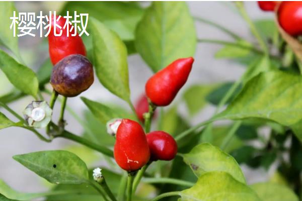 朝天椒良种及栽培关键技术,朝天椒阳台种植方法