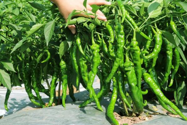羊角椒的种植方法，种植羊角椒如何管理