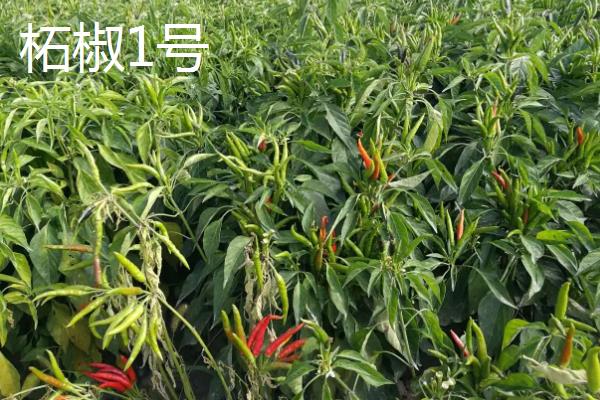 朝天椒良种及栽培关键技术,朝天椒阳台种植方法