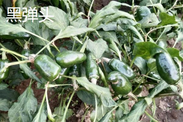 朝天椒良种及栽培关键技术,朝天椒阳台种植方法