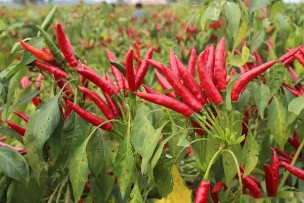 朝天椒良种及栽培关键技术,朝天椒阳台种植方法