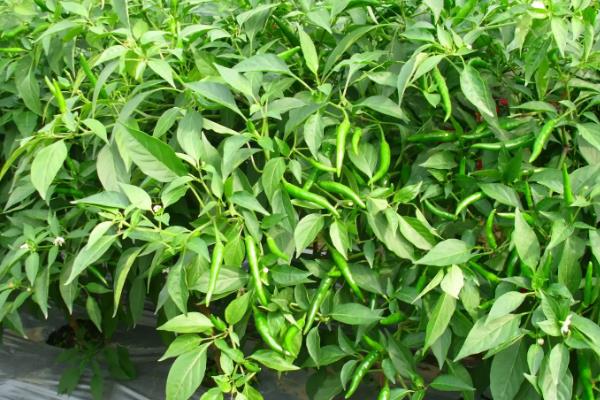 朝天椒良种及栽培关键技术,朝天椒阳台种植方法