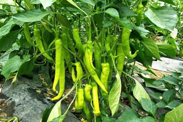 羊角椒的种植方法，种植羊角椒如何管理