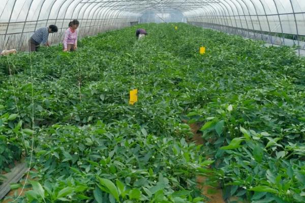 朝天椒良种及栽培关键技术,朝天椒阳台种植方法