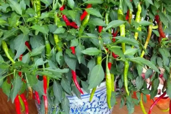朝天椒良种及栽培关键技术,朝天椒阳台种植方法