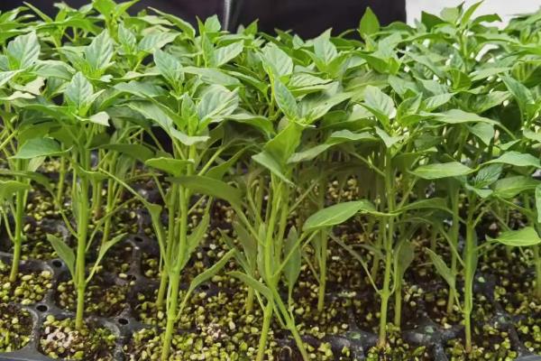 朝天椒良种及栽培关键技术,朝天椒阳台种植方法