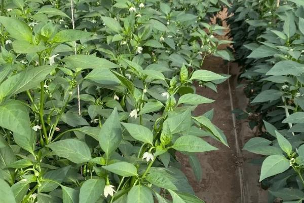 朝天椒的种植技术，朝天椒病虫害防治技术