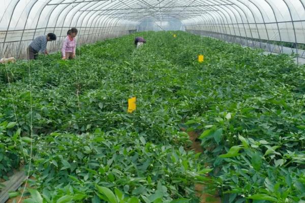 朝天椒的种植技术，朝天椒病虫害防治技术