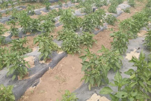 羊角椒的种植技术,如何管理