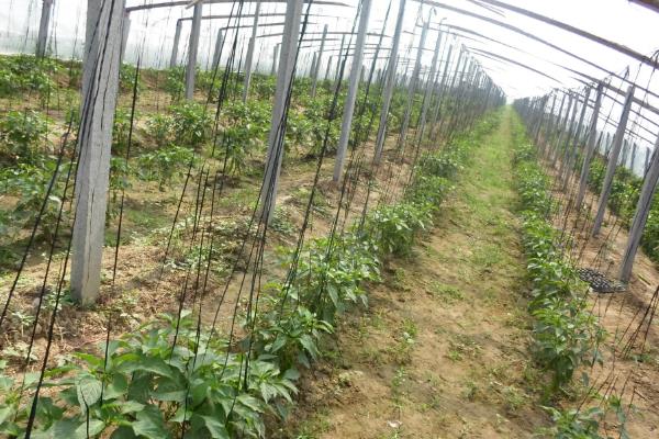 朝天椒的种植技术，朝天椒病虫害防治技术