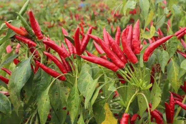 朝天椒的种植技术，朝天椒病虫害防治技术