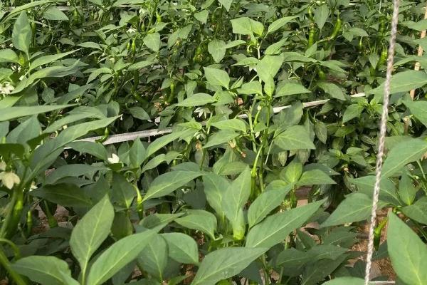 海椒的种植技术,种植海椒后怎样管理