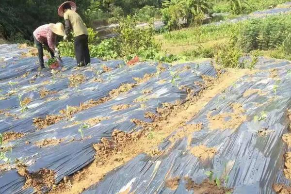 海椒的种植技术,种植海椒后怎样管理