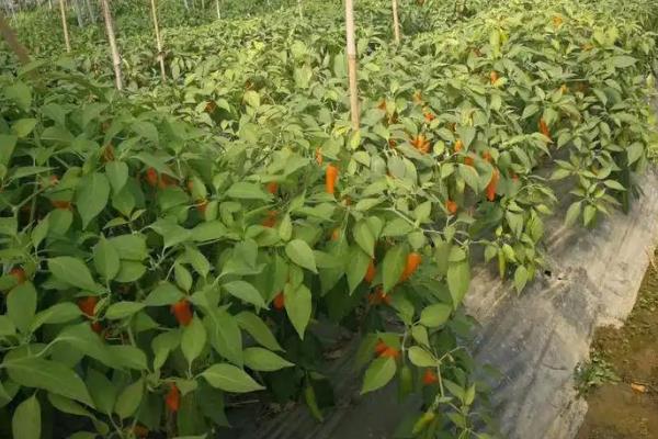 海椒的种植技术,种植海椒后怎样管理