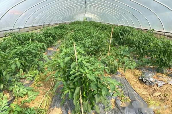 海椒的种植技术,种植海椒后怎样管理