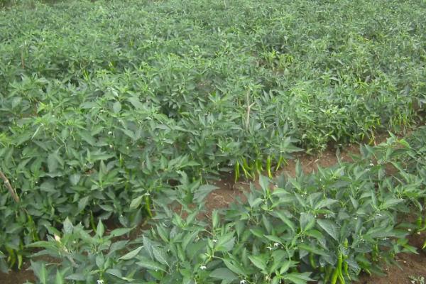 线椒种植技术与管理,每亩产量一般是多少