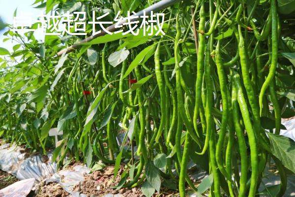 线椒种植技术与管理,每亩产量一般是多少