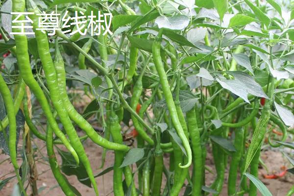 线椒种植技术与管理,每亩产量一般是多少