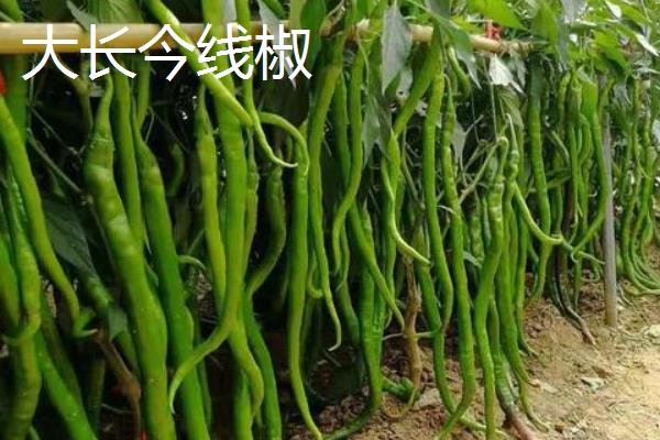 线椒种植技术与管理,每亩产量一般是多少