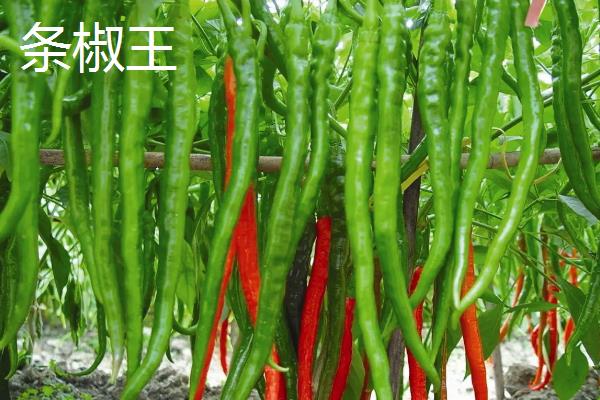 线椒种植技术与管理,每亩产量一般是多少