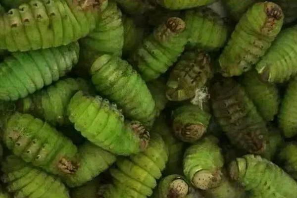 豆虫养殖技术,养殖周期是多久