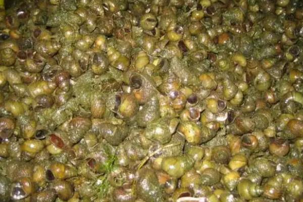 螺蛳养殖技术，亩产量大概有多少斤