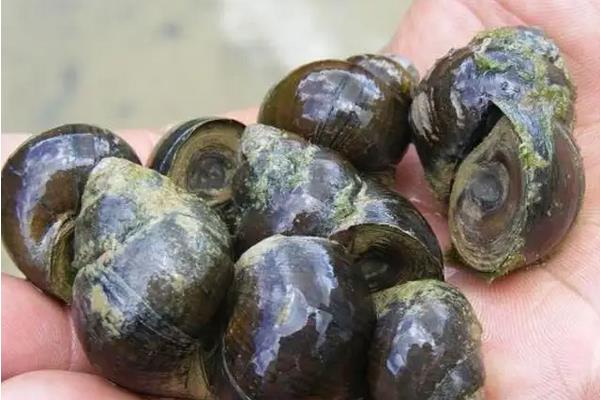 螺蛳养殖技术，亩产量大概有多少斤