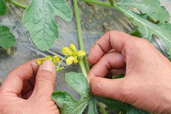 人工授粉的四个步骤,人工授粉和蜜蜂授粉的区别